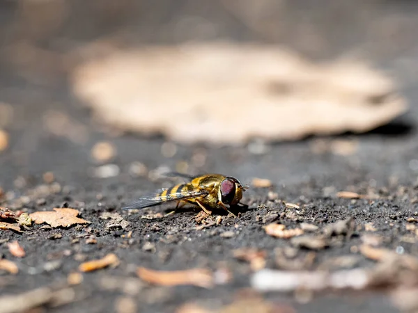 Una Macro Toma Una Mosca Voladora Suelo — Foto de Stock