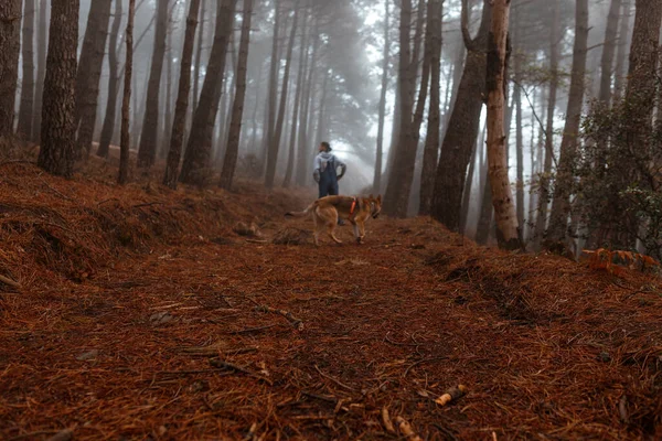Ormanda Köpeğiyle Yürüyen Bir Adamın Güzel Bir Fotoğrafı — Stok fotoğraf