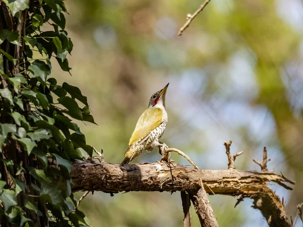 Japanese Woodpecker Perched Tree Branch — Stock Photo, Image