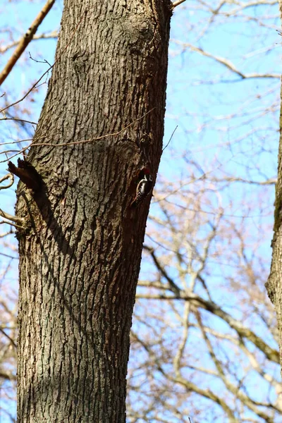 Büyük Benekli Ağaçkakan Ağaç Gövdesinde — Stok fotoğraf