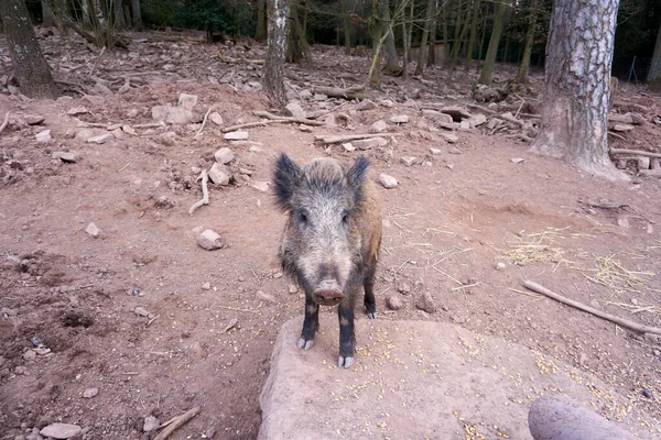 Een Bruin Zwijn Een Landbouwgrond — Stockfoto