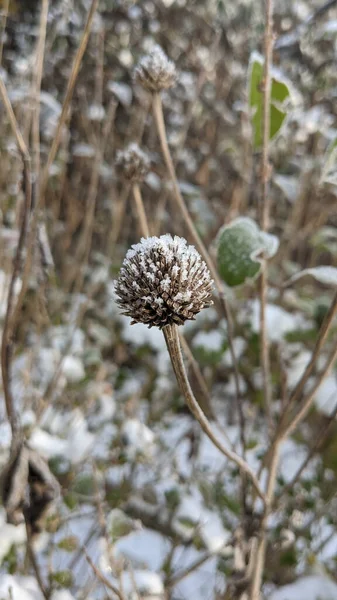 Egy Közeli Kép Egy Havas Virágról Télen — Stock Fotó