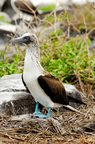 Galapagos Island Blue Footed Boobie Posing Camera — Stock Photo, Image