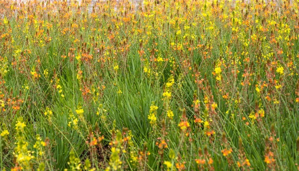 Ein Wunderschönes Frühlingsfeld Mit Hohem Gras Und Leuchtenden Gelben Und — Stockfoto