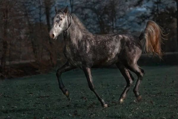 緑の風景の中を走る馬の美しいショット — ストック写真