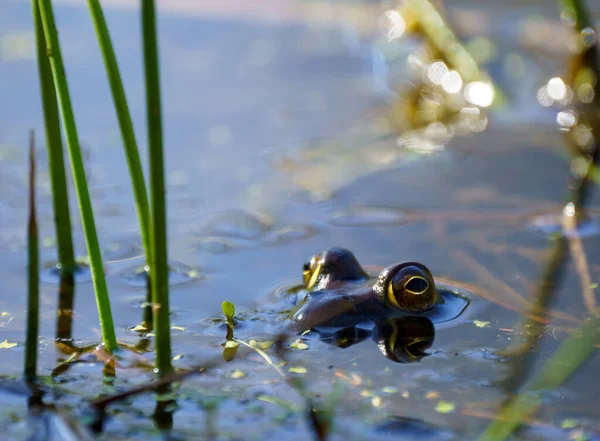 沼泽表面青蛙的选择性聚焦镜头 — 图库照片
