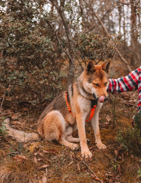 Yerde Oturan Sevimli Tüylü Bir Alman Çoban Köpeğinin Yakın Çekimi — Stok fotoğraf