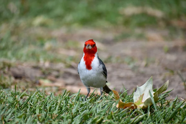 Parkta Yerde Kırmızı Ibikli Kardinal Paroaria Coronata — Stok fotoğraf