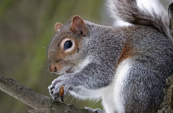 Closeup Shot Eastern Gray Squirrel — Stock Photo, Image