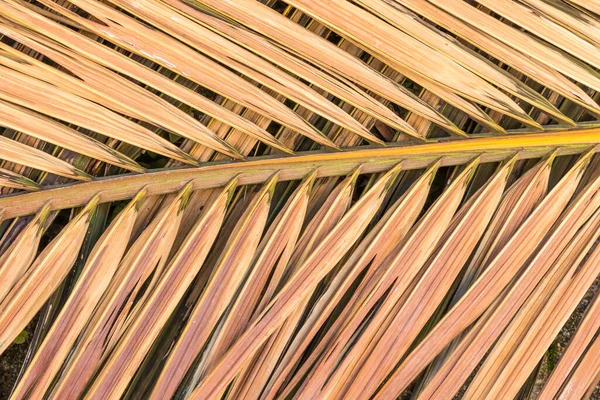 Horní Pohled Suchý Palmový List Textura Tapety Palmových Listů — Stock fotografie