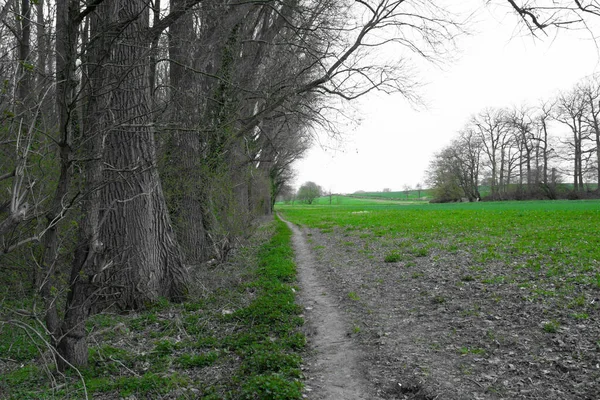 Country Road Outgrown Grass Bare Trees Lawn — Stock Photo, Image