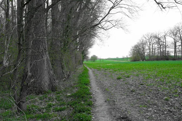 Camino Campo Superado Con Hierba Por Árboles Desnudos Césped — Foto de Stock