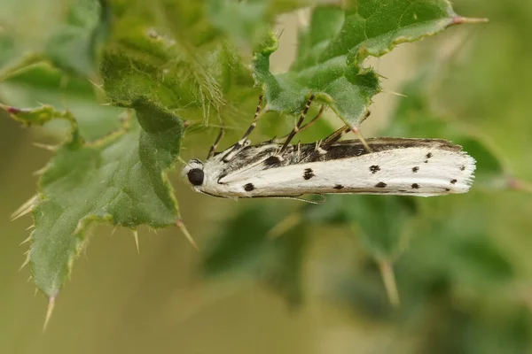 Primer Plano Una Polilla Hoary Bell Sobre Hojas Verdes — Foto de Stock