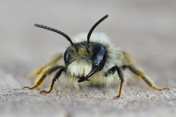 Een Frontale Macro Shot Van Een Mannetjesgrijze Bij Andrena Vagaries — Stockfoto