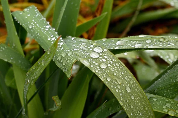 雨后草根 水滴为背景 — 图库照片