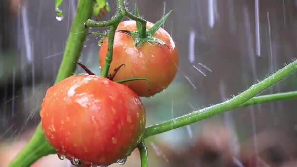 Pomodori Freschi Che Crescono All Aperto Concetto Estivo Vista Vicino — Video Stock
