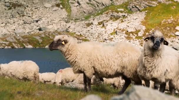 Pâturage Des Moutons Montagne — Video