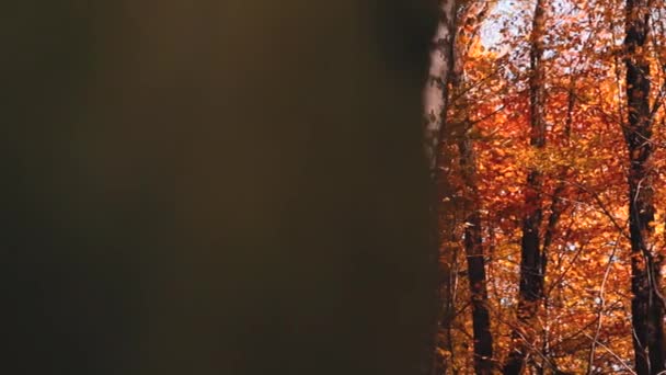 Ormanda Bir Sürü Sonbahar Yaprağı Var — Stok video