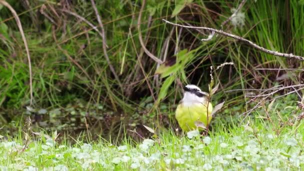 Uccello Che Nutre Prato Verde Nella Giornata Sole — Video Stock