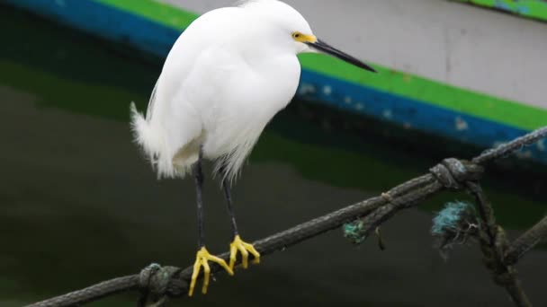 Vue Panoramique Bel Oiseau Nature — Video