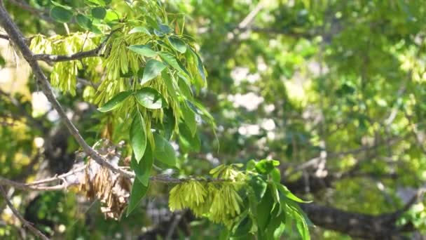 Hojas Verdes Bosque — Vídeos de Stock