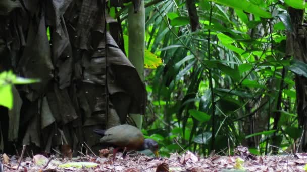 Pássaro Árvore Folhas Verdes Natureza — Vídeo de Stock