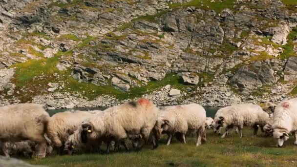 Schapen Grazen Hoog Bergen — Stockvideo