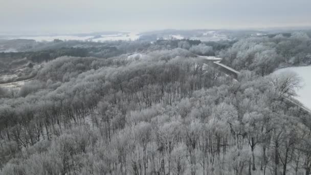 Prachtig Winterlandschap Met Het Bos Veel Bomen — Stockvideo