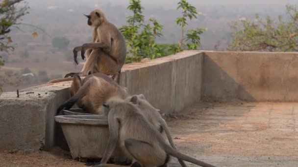 Gros Plan Singe Assis Avec Petit Bébé Dans Zoo — Video