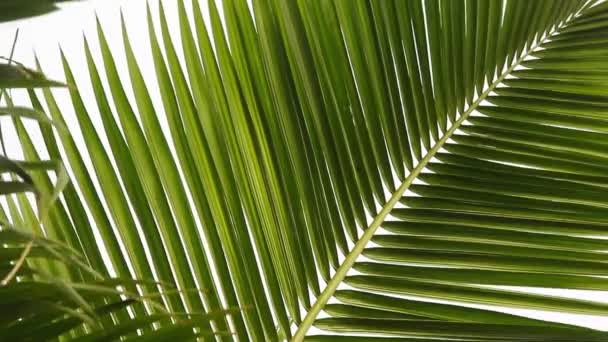 Green Palm Leaves White Background — Stock Video