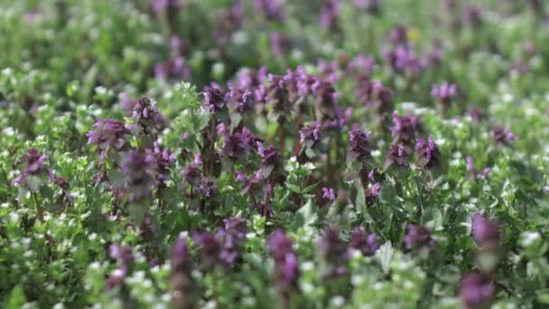 Belles Fleurs Violettes Dans Jardin — Video