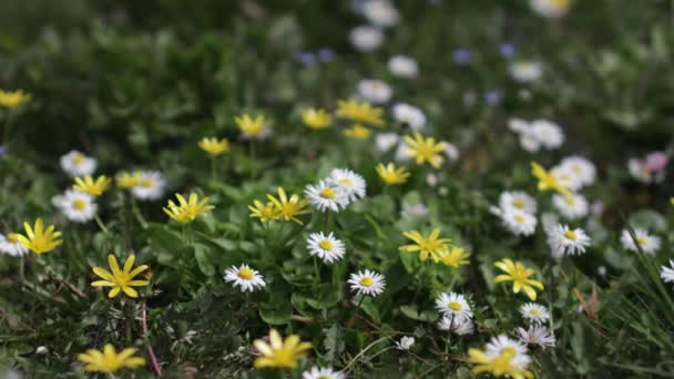 Flores Bonitas Jardim — Vídeo de Stock