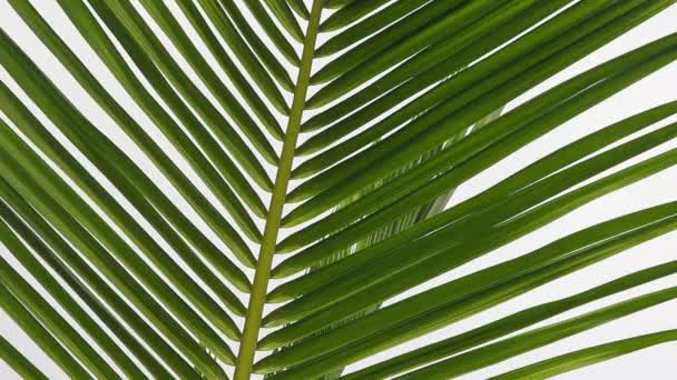 Green Palm Foliage Background — Stock Video