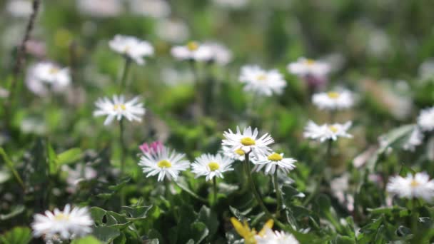 Vackra Vita Blommor Trädgården — Stockvideo