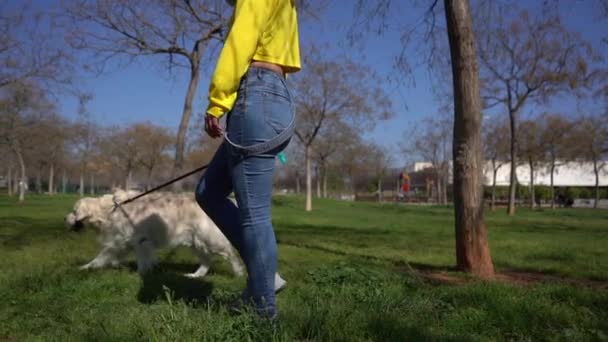 Beyaz Golden Retriever Iyla Parkta Yürüyen Genç Bir Dişi — Stok video