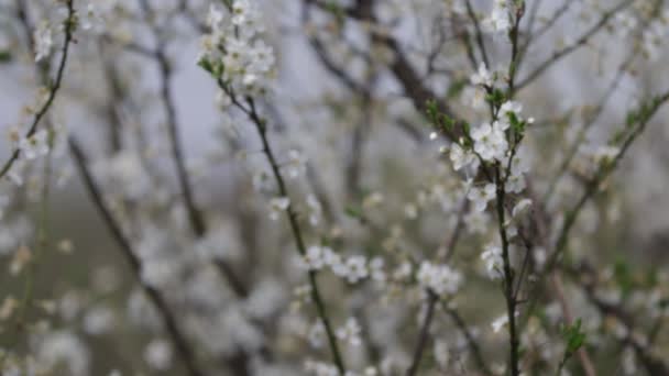 Hermosas Flores Blancas Árbol Jardín Primavera Primer Plano Enfoque Selectivo — Vídeos de Stock