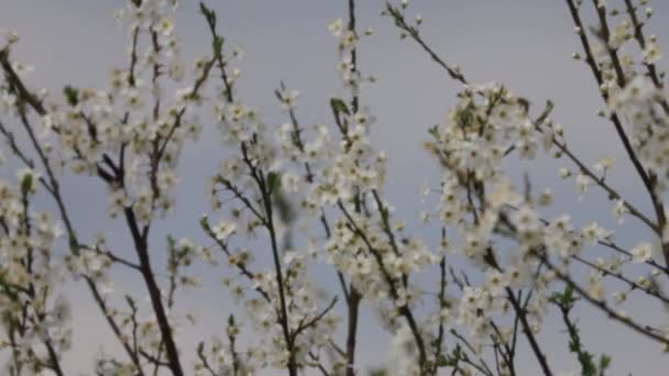 Bahar Bahçesindeki Ağaçta Güzel Beyaz Çiçekler Yakın Plan Seçici Odak — Stok video