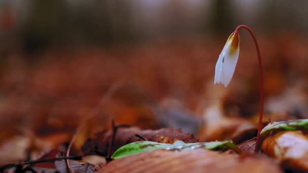 Beautiful Autumn Forest Small Tree — Stock Video