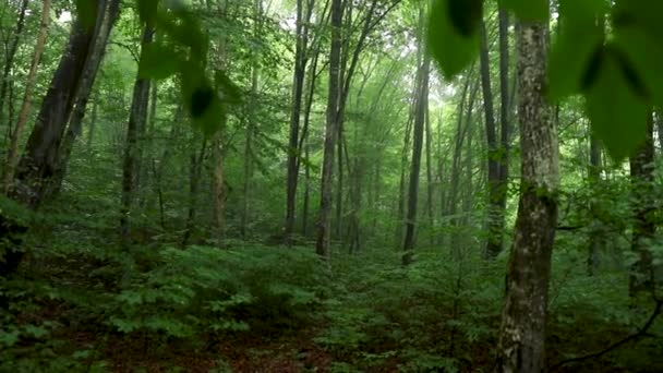 Bosque Verde Por Mañana — Vídeos de Stock