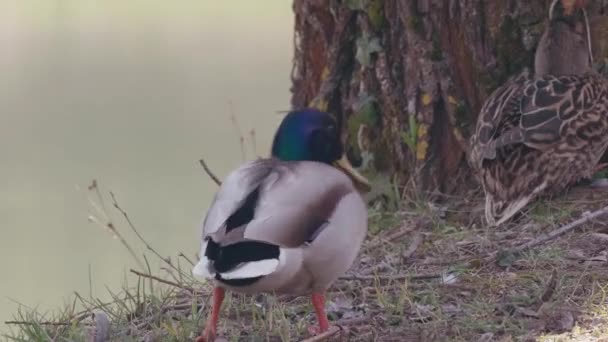 Egy Gyönyörű Kép Egy Madárról Parkban — Stock videók