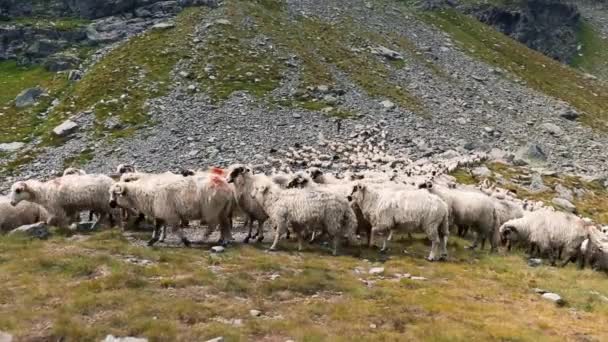 Pâturage Des Moutons Montagne — Video