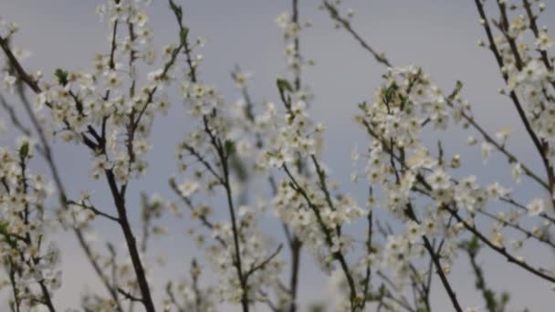 Bahar Bahçesindeki Ağaçta Güzel Beyaz Çiçekler Yakın Plan Seçici Odak — Stok video