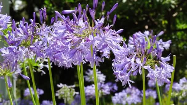 Hermosas Flores Púrpuras Jardín — Vídeo de stock