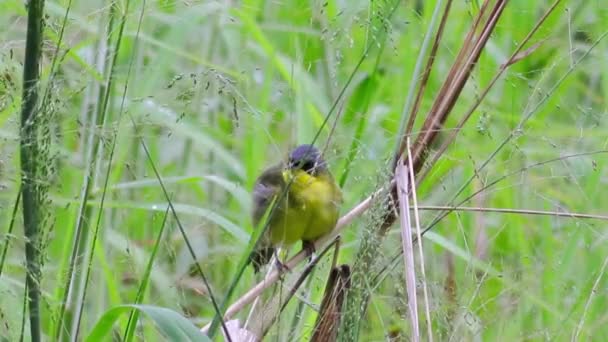 Eine Nahaufnahme Eines Schönen Vogels — Stockvideo