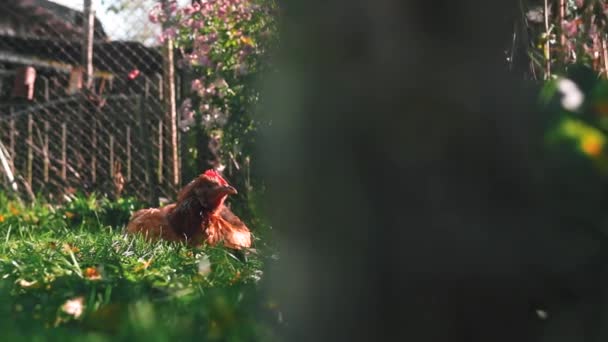 Selektiv Fokus Skott Kyckling Liggande Gräset Med Blommor Som Växer — Stockvideo