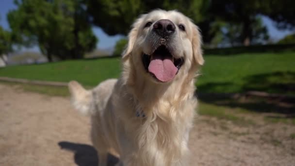 Retrato Cão Bonito — Vídeo de Stock