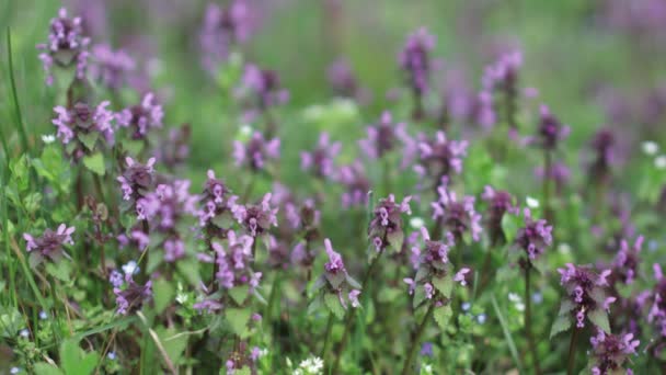 Hermosas Flores Púrpuras Jardín — Vídeo de stock