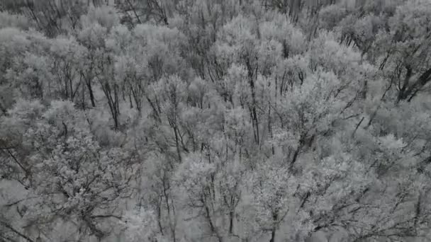 Όμορφο Χειμερινό Τοπίο Δάσος Πολλά Δέντρα — Αρχείο Βίντεο