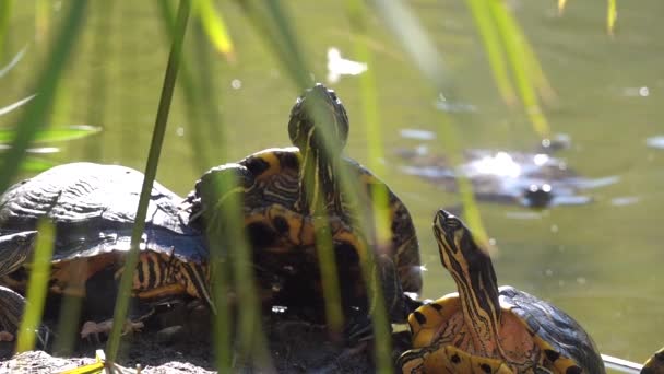Χελώνες Που Αναπαύονται Στην Όχθη Του Ποταμού Την Ηλιόλουστη Καλοκαιρινή — Αρχείο Βίντεο