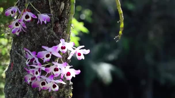 Όμορφα Μοβ Λουλούδια Στον Κήπο — Αρχείο Βίντεο